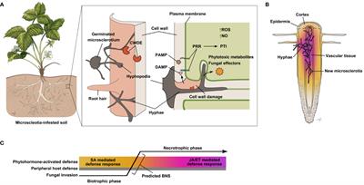 Molecular interactions between the soilborne pathogenic fungus Macrophomina phaseolina and its host plants
